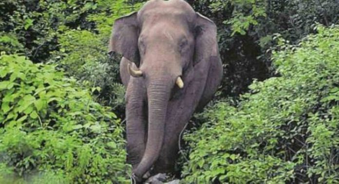 ബൈക്കിൽ പോവുകയായിരുന്ന യുവാവിന്റെ മുന്നിൽ കാട്ടാന ചാടി ; രക്ഷപെട്ടത് തലനാരിഴയ്ക്ക് ബൈക്കിൽ പോവുകയായിരുന്ന യുവാവിന്റെ മുന്നിൽ കാട്ടാന ചാടി ; രക്ഷപെട്ടത് തലനാരിഴയ്ക്ക്
