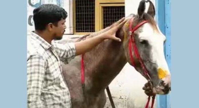 കുതിരയെ ആക്രമിച്ചവരിൽ ക്രിമിനിൽ കേസിലെ പ്രതിയും ; പോലീസ് കേസെടുത്തു കുതിരയെ ആക്രമിച്ചവരിൽ ക്രിമിനിൽ കേസിലെ പ്രതിയും ; പോലീസ് കേസെടുത്തു