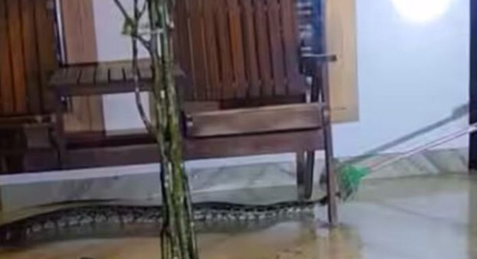 കോഴിക്കോട് കാരശേരിയിൽ വീടിന്റെ വരാന്തയിൽ പെരുമ്പാമ്പിനെ കണ്ടെത്തി കോഴിക്കോട് കാരശേരിയിൽ വീടിന്റെ വരാന്തയിൽ പെരുമ്പാമ്പിനെ കണ്ടെത്തി