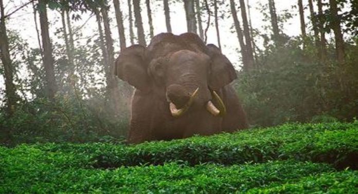 മൂന്നാറിൽ വീണ്ടും പടയപ്പ ഇറങ്ങി ; വാഹനങ്ങൾ തടഞ്ഞു, കൃഷി നശിപ്പിച്ചു മൂന്നാറിൽ വീണ്ടും പടയപ്പ ഇറങ്ങി ; വാഹനങ്ങൾ തടഞ്ഞു, കൃഷി നശിപ്പിച്ചു