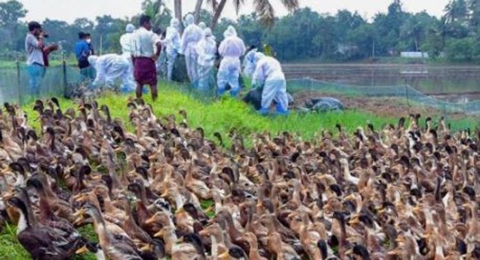 ചത്ത പക്ഷികളുടെ അവശിഷ്ടം ശാസ്ത്രീയമായി സംസ്കരിക്കാഞ്ഞത് പക്ഷിപ്പനി വ്യാപനത്തിനു കാരണമായി ; റിപ്പോർട്ടുകൾ പുറത്ത് ചത്ത പക്ഷികളുടെ അവശിഷ്ടം ശാസ്ത്രീയമായി സംസ്കരിക്കാഞ്ഞത് പക്ഷിപ്പനി വ്യാപനത്തിനു കാരണമായി ; റിപ്പോർട്ടുകൾ പുറത്ത്