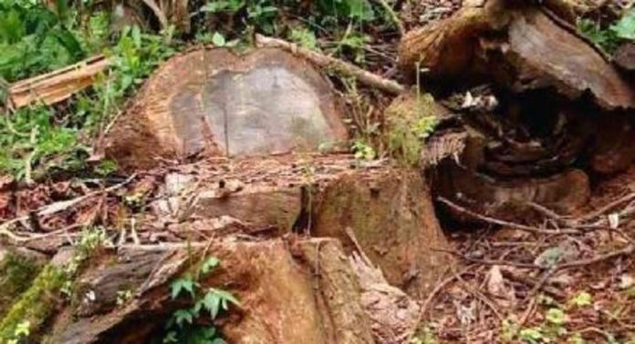 വയനാട്ടിലെ കുറുമ്പാലക്കോട്ടയിലെ മലകളില് വ്യാപകമായി മരം മുറിച്ച് നീക്കുന്നതായി പരാതി വയനാട്ടിലെ കുറുമ്പാലക്കോട്ടയിലെ മലകളില് വ്യാപകമായി മരം മുറിച്ച് നീക്കുന്നതായി പരാതി