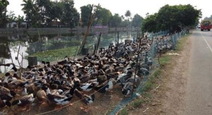 ആലപ്പുഴയിൽ കോഴി, താറാവ് വിപണനത്തിന് നിരോധനം ; തീരുമാനത്തിനെതിരെ കര്ഷകര് രംഗത്ത് ആലപ്പുഴയിൽ കോഴി, താറാവ് വിപണനത്തിന് നിരോധനം ; തീരുമാനത്തിനെതിരെ കര്ഷകര് രംഗത്ത്