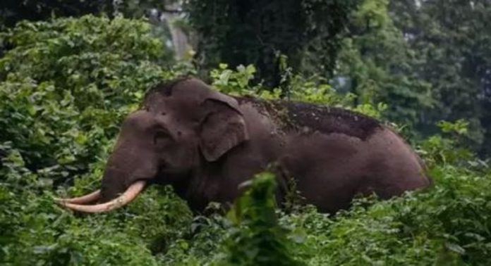 അതിരപ്പിള്ളിയില് കാട്ടാന ആക്രമണത്തിൽ റേഷന്കട തകർന്നു അതിരപ്പിള്ളിയില് കാട്ടാന ആക്രമണത്തിൽ റേഷന്കട തകർന്നു