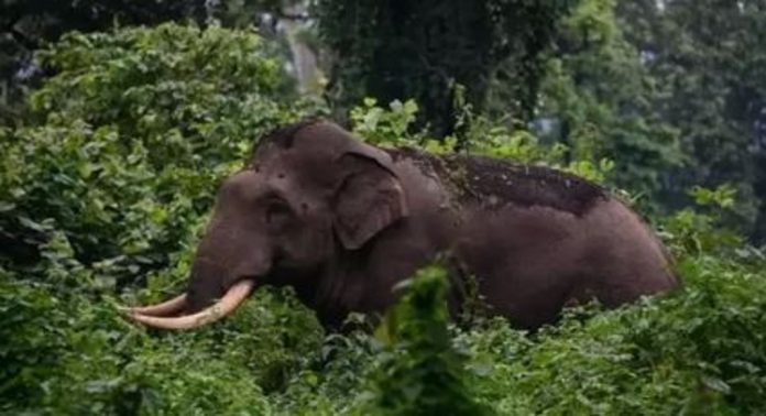 ഇടുക്കി ചിന്നക്കനാലിൽ കാട്ടാന ആക്രമണം ; ഒരാൾ മരിച്ചു ഇടുക്കി ചിന്നക്കനാലിൽ കാട്ടാന ആക്രമണം ; ഒരാൾ മരിച്ചു