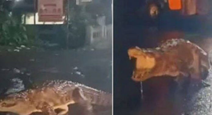 അയ്യോ റൂട്ട് മാറിപ്പോയി ; ശക്തമായ മഴയിൽ റോഡിലൂടെ ഇഴഞ്ഞ് നീങ്ങി ഒരു ഭീമൻ മുതല, ദൃശ്യങ്ങൾ വൈറൽ അയ്യോ റൂട്ട് മാറിപ്പോയി ; ശക്തമായ മഴയിൽ റോഡിലൂടെ ഇഴഞ്ഞ് നീങ്ങി ഒരു ഭീമൻ മുതല, ദൃശ്യങ്ങൾ വൈറൽ