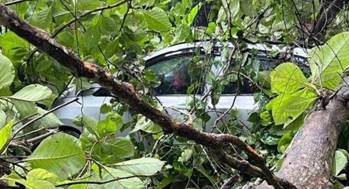 സംസ്ഥാനത്ത് ശക്തമായ മഴ ; പലയിടത്തും മരംവീണ് ഗതാഗത തടസ്സം, പയ്യന്നൂരില് വീടിന്റെ മേല്ക്കൂര തകര്ന്നു സംസ്ഥാനത്ത് ശക്തമായ മഴ ; പലയിടത്തും മരംവീണ് ഗതാഗത തടസ്സം, പയ്യന്നൂരില് വീടിന്റെ മേല്ക്കൂര തകര്ന്നു