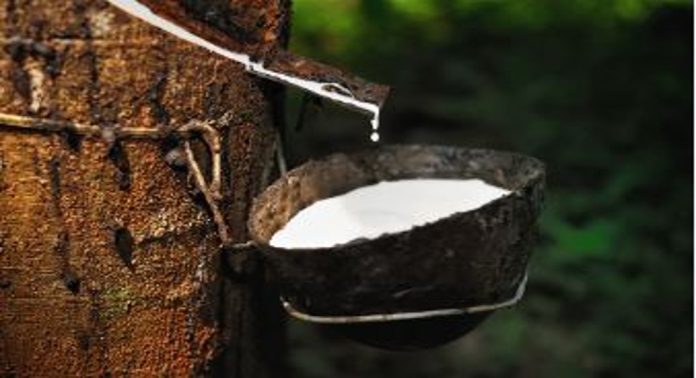 റബര് വില കുതിക്കുന്നു ; മുന്നേറ്റം പ്രതികൂല സാഹചര്യങ്ങളെ മറികടന്ന് റബര് വില കുതിക്കുന്നു ; മുന്നേറ്റം പ്രതികൂല സാഹചര്യങ്ങളെ മറികടന്ന്