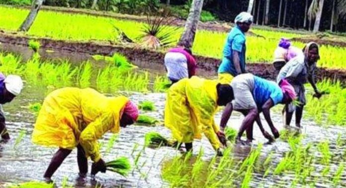 കാർഷിക മേഖലയിൽ പണികൾ ആരംഭിച്ചു ; പിന്നാലെ നടീൽ ജോലികൾക്കായി തമിഴ്നാട്ടിൽ നിന്നും കർഷക തൊഴിലാളികളെത്തി കാർഷിക മേഖലയിൽ പണികൾ ആരംഭിച്ചു ; പിന്നാലെ നടീൽ ജോലികൾക്കായി തമിഴ്നാട്ടിൽ നിന്നും കർഷക തൊഴിലാളികളെത്തി
