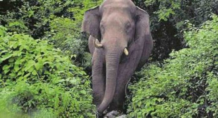 എറണാകുളത്ത് കാട്ടാനയുടെ ജഡം കണ്ടെത്തി എറണാകുളത്ത് കാട്ടാനയുടെ ജഡം കണ്ടെത്തി