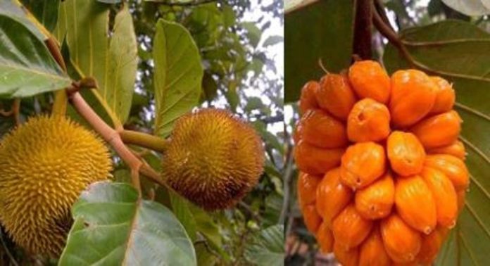 ആഞ്ഞിലിപ്പഴം വില്പനയ്ക്കായി നിരത്തുകളിൽ നിറയുന്നു ; വൻ ഡിമാൻഡ് ആഞ്ഞിലിപ്പഴം വില്പനയ്ക്കായി നിരത്തുകളിൽ നിറയുന്നു ; വൻ ഡിമാൻഡ്
