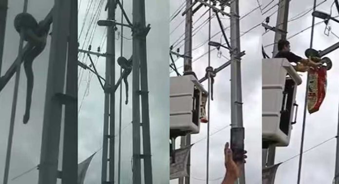 മലപ്പുറത്ത് ട്രാൻസ്ഫോർമറിന് മുകളിൽ കുടുങ്ങിയ പെരുമ്പാമ്പിനെ രക്ഷപ്പെടുത്തി മലപ്പുറത്ത് ട്രാൻസ്ഫോർമറിന് മുകളിൽ കുടുങ്ങിയ പെരുമ്പാമ്പിനെ രക്ഷപ്പെടുത്തി