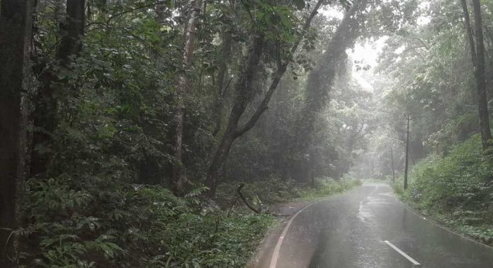 കാറ്റിലും മഴയിലും ഒടിഞ്ഞു വീണ് തണ്ണിത്തോട് റോഡിലെ പാഴ് മരങ്ങൾ കാറ്റിലും മഴയിലും ഒടിഞ്ഞു വീണ് തണ്ണിത്തോട് റോഡിലെ പാഴ് മരങ്ങൾ