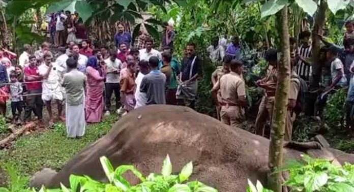 മലപ്പുറം മൂത്തേടത്ത് കാട്ടാനയെ ചരിഞ്ഞ നിലയില് കണ്ടെത്തി മലപ്പുറം മൂത്തേടത്ത് കാട്ടാനയെ ചരിഞ്ഞ നിലയില് കണ്ടെത്തി