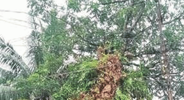 ജീർണിച്ച പാലമരം അപകടഭീഷണിയാവുന്നു ജീർണിച്ച പാലമരം അപകടഭീഷണിയാവുന്നു