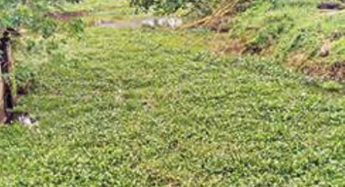 കരിപ്പുഴത്തോടിന്റെ നവീകരണത്തിനുള്ള എട്ടുകോടിയുടെ പദ്ധതി അന്തിമഘട്ടത്തിലെത്തി കരിപ്പുഴത്തോടിന്റെ നവീകരണത്തിനുള്ള എട്ടുകോടിയുടെ പദ്ധതി അന്തിമഘട്ടത്തിലെത്തി