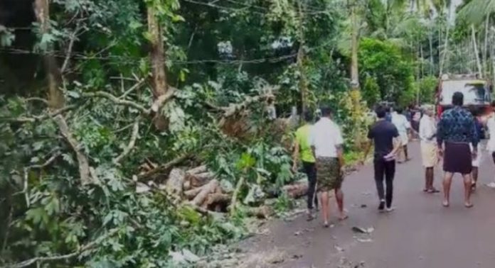 കരുവാരകുണ്ടിനെ ഭീതിയിലാക്കി അപ്രതീക്ഷിത കാറ്റ് ; റബറും തെങ്ങും ജാതിയും കടപുഴകി കരുവാരകുണ്ടിനെ ഭീതിയിലാക്കി അപ്രതീക്ഷിത കാറ്റ് ; റബറും തെങ്ങും ജാതിയും കടപുഴകി