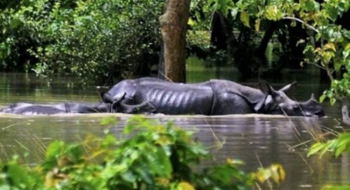 അസമിൽ പ്രളയം ; കാസിരംഗയിൽ കൊല്ലപ്പെട്ടത് 6 കാണ്ടാമൃഗങ്ങൾ ഉൾപ്പെടെ 130 വന്യജീവികൾ അസമിൽ പ്രളയം ; കാസിരംഗയിൽ കൊല്ലപ്പെട്ടത് 6 കാണ്ടാമൃഗങ്ങൾ ഉൾപ്പെടെ 130 വന്യജീവികൾ