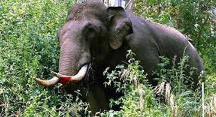 അട്ടപ്പാടി വനത്തില് കടുവ സെന്സസിനു പോയ സംഘത്തിലെ വനം വകുപ്പ് ജീവനക്കാരന് കാട്ടാന ആക്രമണത്തില് കൊല്ലപ്പെട്ടു അട്ടപ്പാടി വനത്തില് കടുവ സെന്സസിനു പോയ സംഘത്തിലെ വനം വകുപ്പ് ജീവനക്കാരന് കാട്ടാന ആക്രമണത്തില് കൊല്ലപ്പെട്ടു