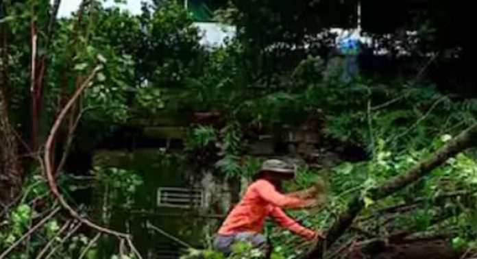 എറണാകുളത്ത് റെയിൽവെ ട്രാക്കിലേക്ക് മരം ഒടിഞ്ഞുവീണു എറണാകുളത്ത് റെയിൽവെ ട്രാക്കിലേക്ക് മരം ഒടിഞ്ഞുവീണു