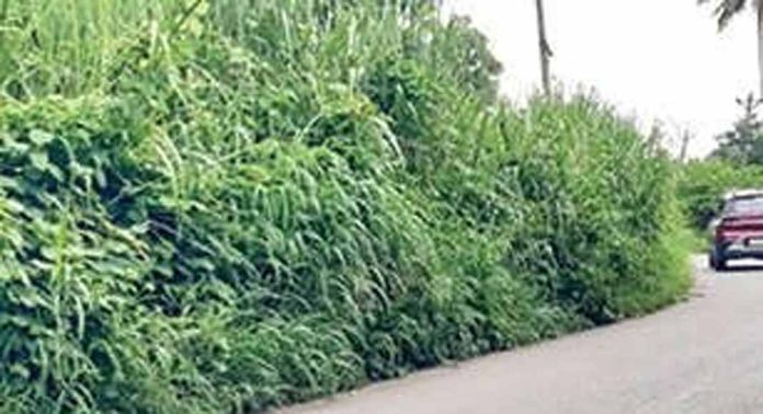 വാഴക്കുന്നം ജംഗ്ഷനില് റോഡിലേക്കിറങ്ങി കാട് ; വലഞ്ഞ് യാത്രക്കാര് വാഴക്കുന്നം ജംഗ്ഷനില് റോഡിലേക്കിറങ്ങി കാട് ; വലഞ്ഞ് യാത്രക്കാര്