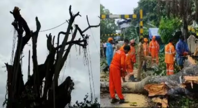 കൊല്ലത്ത് അപകട ഭീഷണിയായി നിന്ന കൂറ്റൻ ആൽമരത്തിന്റെ ശിഖരങ്ങൾ മുറിച്ചു മാറ്റി കൊല്ലത്ത് അപകട ഭീഷണിയായി നിന്ന കൂറ്റൻ ആൽമരത്തിന്റെ ശിഖരങ്ങൾ മുറിച്ചു മാറ്റി