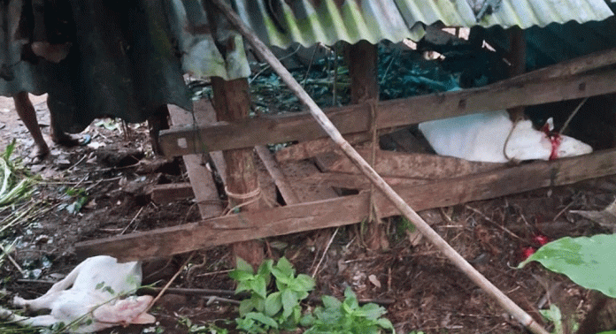 കലഞ്ഞൂർ തട്ടാക്കുടി പൂമരുതികുഴി ഭാഗത്ത് പുലിയുടെ ആക്രമണത്തിൽ ആടുകള് ചത്തു കലഞ്ഞൂർ തട്ടാക്കുടി പൂമരുതികുഴി ഭാഗത്ത് പുലിയുടെ ആക്രമണത്തിൽ ആടുകള് ചത്തു
