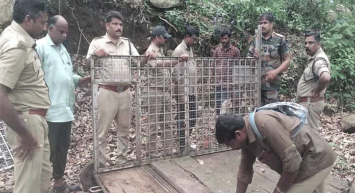 കൂടല് പാക്കണ്ടത്ത് പുലിയെ കണ്ട ഭാഗത്ത് കൂട് സ്ഥാപിച്ച് വനപാലകര് കൂടല് പാക്കണ്ടത്ത് പുലിയെ കണ്ട ഭാഗത്ത് കൂട് സ്ഥാപിച്ച് വനപാലകര്