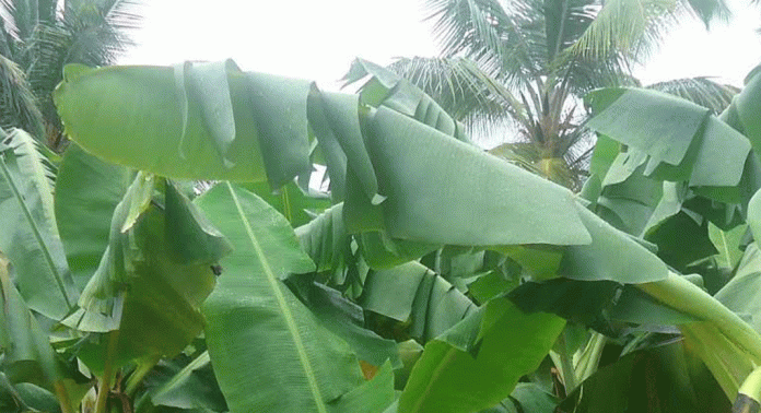 ഞാലിപ്പൂവൻ വാഴക്കൃഷിയിലൂടെ കുലയിൽ മാത്രമല്ല ഇലയിലും ലാഭം നേടാമെന്ന് തെളിയിച്ച് പന്തളം തെക്കേക്കരയിലെ കർഷകർ ഞാലിപ്പൂവൻ വാഴക്കൃഷിയിലൂടെ കുലയിൽ മാത്രമല്ല ഇലയിലും ലാഭം നേടാമെന്ന് തെളിയിച്ച് പന്തളം തെക്കേക്കരയിലെ കർഷകർ