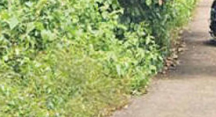 സംസ്ഥാന ഹരിതമിഷന്റെ പദ്ധതിയായിരുന്ന ആറാട്ടുചിറയുടെ പച്ചത്തുരുത്ത് കാടുമൂടി സംസ്ഥാന ഹരിതമിഷന്റെ പദ്ധതിയായിരുന്ന ആറാട്ടുചിറയുടെ പച്ചത്തുരുത്ത് കാടുമൂടി