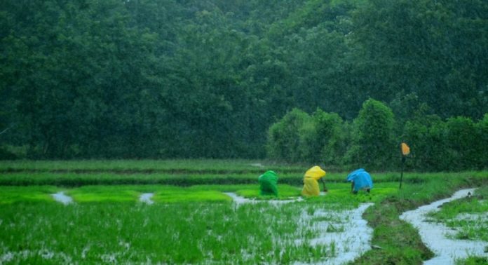 19 ദിവസം മഴയെടുത്തത് 14,273 ഹെക്ടർ കൃഷി ; നഷ്ടം 78.92 കോടി രൂപ 19 ദിവസം മഴയെടുത്തത് 14,273 ഹെക്ടർ കൃഷി ; നഷ്ടം 78.92 കോടി രൂപ
