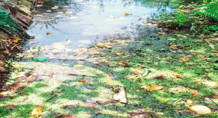 പന്തളം മാവരപ്പാറ, മുട്ടാർ നീർച്ചാലിൽ മാലിന്യക്കൂമ്പാരം പന്തളം മാവരപ്പാറ, മുട്ടാർ നീർച്ചാലിൽ മാലിന്യക്കൂമ്പാരം
