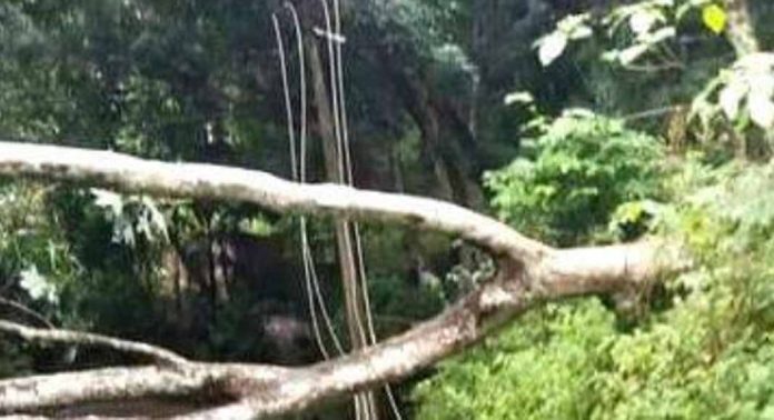 ശക്തമായ മഴയിലും കാറ്റിലും കാവനാൽ മണിയാർ റോഡിൽ മരം കടപുഴകി വീണു ശക്തമായ മഴയിലും കാറ്റിലും കാവനാൽ മണിയാർ റോഡിൽ മരം കടപുഴകി വീണു