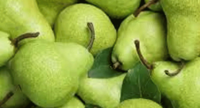 പതിവായി പിയർ പഴം ഡയറ്റില് ഉള്പ്പെടുത്തുന്നതുകൊണ്ടുള്ള ആരോഗ്യ ഗുണങ്ങൾ പതിവായി പിയർ പഴം ഡയറ്റില് ഉള്പ്പെടുത്തുന്നതുകൊണ്ടുള്ള ആരോഗ്യ ഗുണങ്ങൾ