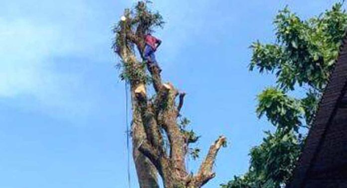 പ്രക്കാനം ഗവ. എൽ.പി സ്കൂളിന്റെ കവാടത്തില് ഭീഷണിയായി നിന്നിരുന്ന പൂവണ്ണ് മരത്തിന്റെ ശിഖരങ്ങൾ മുറിച്ചുമാറ്റി പ്രക്കാനം ഗവ. എൽ.പി സ്കൂളിന്റെ കവാടത്തില് ഭീഷണിയായി നിന്നിരുന്ന പൂവണ്ണ് മരത്തിന്റെ ശിഖരങ്ങൾ മുറിച്ചുമാറ്റി