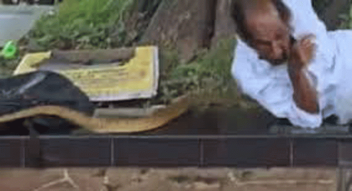 ക്ഷേത്രപരിസരത്ത് ആൽത്തറയിൽ കിടന്നുറങ്ങിയിരുന്ന ആളുടെ ശരീരത്തിലൂടെ പാമ്പ് കയറി ക്ഷേത്രപരിസരത്ത് ആൽത്തറയിൽ കിടന്നുറങ്ങിയിരുന്ന ആളുടെ ശരീരത്തിലൂടെ പാമ്പ് കയറി