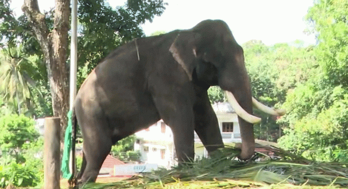 മലയാലപ്പുഴ രാജൻ സുഖചികിത്സയിൽ മലയാലപ്പുഴ രാജൻ സുഖചികിത്സയിൽ