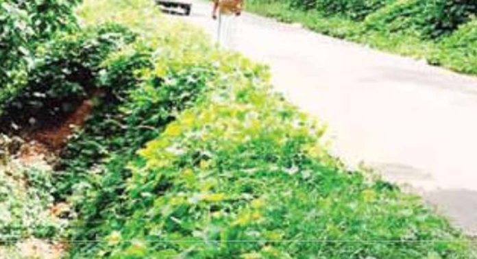 റോഡിന്റെ അരിക് ഇടിഞ്ഞു വീണിട്ട് മാസങ്ങള് ; കുലുക്കമില്ലാതെ അധികൃതര് റോഡിന്റെ അരിക് ഇടിഞ്ഞു വീണിട്ട് മാസങ്ങള് ; കുലുക്കമില്ലാതെ അധികൃതര്
