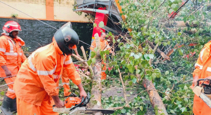 മഴയും കാറ്റും ; അടൂരില് മരം വീണ് വെയിറ്റിംഗ് ഷെഡ് തകർന്നു മഴയും കാറ്റും ; അടൂരില് മരം വീണ് വെയിറ്റിംഗ് ഷെഡ് തകർന്നു