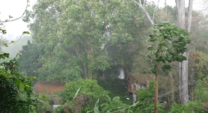 ഓടി കൊണ്ടിരുന്ന കാറിന് മുകളിൽ മരം വീണു ; കുഞ്ഞടക്കമുള്ളവർ രക്ഷപ്പെട്ടത് തലനാരിഴയ്ക്ക് ഓടി കൊണ്ടിരുന്ന കാറിന് മുകളിൽ മരം വീണു ; കുഞ്ഞടക്കമുള്ളവർ രക്ഷപ്പെട്ടത് തലനാരിഴയ്ക്ക്