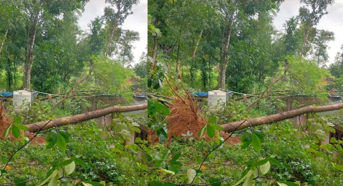 കനത്ത മഴയിൽ കോന്നിയിൽ വ്യാപക നാശനഷ്ടം കനത്ത മഴയിൽ കോന്നിയിൽ വ്യാപക നാശനഷ്ടം