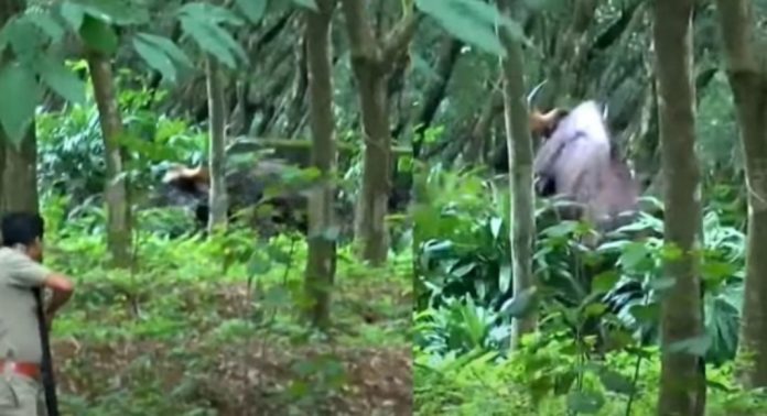 മംഗലപുരത്ത് ജനവാസമേഖലയിലിറങ്ങിയ കാട്ടുപോത്തിനെ മയക്കുവെടി വെച്ചു മംഗലപുരത്ത് ജനവാസമേഖലയിലിറങ്ങിയ കാട്ടുപോത്തിനെ മയക്കുവെടി വെച്ചു