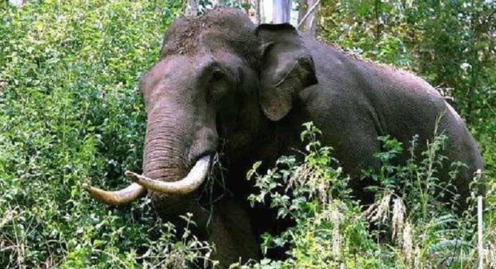 കാട്ടാനയുടെ ആക്രമണത്തിൽ പരിക്കേറ്റയാൾ മരിച്ചു കാട്ടാനയുടെ ആക്രമണത്തിൽ പരിക്കേറ്റയാൾ മരിച്ചു