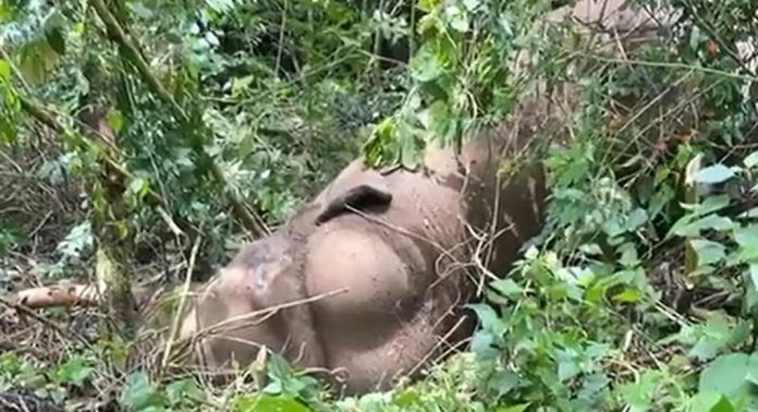 ചിന്നക്കനാലില് ചക്കക്കൊമ്പനുമായി ഏറ്റുമുട്ടല് ; മുറിവാലന് ഗുരുതര പരിക്ക് ചിന്നക്കനാലില് ചക്കക്കൊമ്പനുമായി ഏറ്റുമുട്ടല് ; മുറിവാലന് ഗുരുതര പരിക്ക്