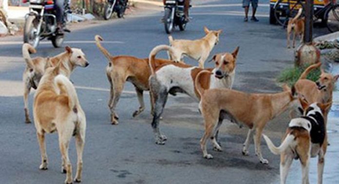 തെരുവുനായ ആക്രമണം ; വിദ്യാർത്ഥിയടക്കം മൂന്ന് പേർക്ക് പരിക്ക് തെരുവുനായ ആക്രമണം ; വിദ്യാർത്ഥിയടക്കം മൂന്ന് പേർക്ക് പരിക്ക്