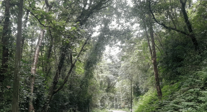 മുണ്ടോൻമൂഴി മുതൽ തണ്ണിത്തോട് മൂഴി വരെയുള്ള അപകടകരമായ മരങ്ങൾ മുറിച്ചുമാറ്റാൻ നടപടിയായി മുണ്ടോൻമൂഴി മുതൽ തണ്ണിത്തോട് മൂഴി വരെയുള്ള അപകടകരമായ മരങ്ങൾ മുറിച്ചുമാറ്റാൻ നടപടിയായി