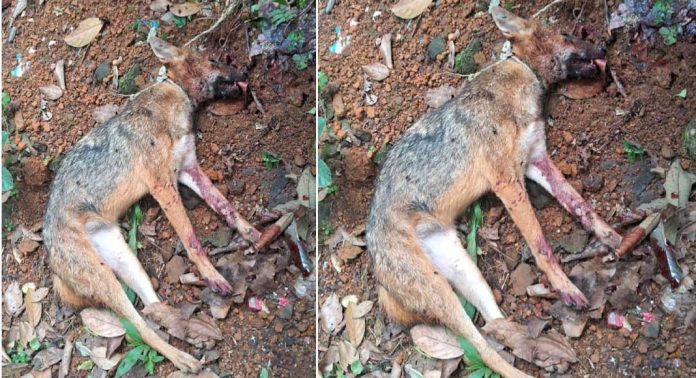 വെച്ചൂച്ചിറയിൽ നിരവധി പേരെ ആക്രമിച്ച കുറുനരിയെ ചത്തനിലയിൽ കണ്ടെത്തി വെച്ചൂച്ചിറയിൽ നിരവധി പേരെ ആക്രമിച്ച കുറുനരിയെ ചത്തനിലയിൽ കണ്ടെത്തി