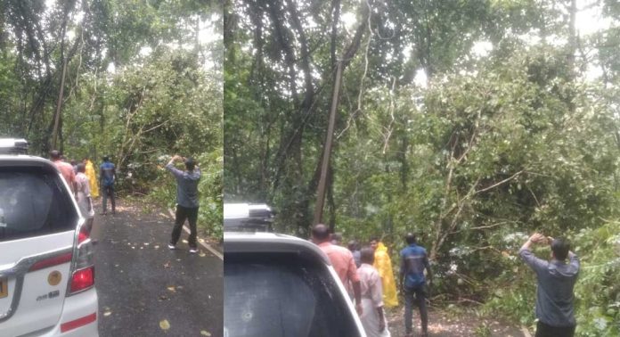 തണ്ണിത്തോട് റോഡിൽ മരം വീണ് ഗതാഗത തടസം തണ്ണിത്തോട് റോഡിൽ മരം വീണ് ഗതാഗത തടസം