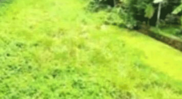 ഉത്തരപ്പള്ളിയാർ പുനരുജ്ജീവനം; നടപടികളുമായി പഞ്ചായത്തുകൾ ഉത്തരപ്പള്ളിയാർ പുനരുജ്ജീവനം; നടപടികളുമായി പഞ്ചായത്തുകൾ