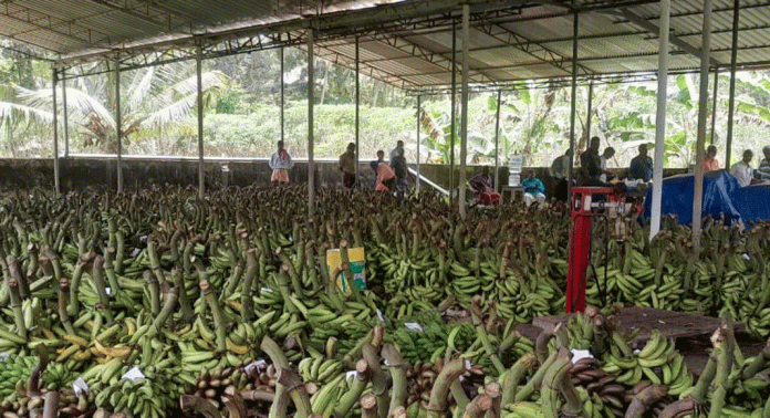 ഏത്തക്കുലകളുടെ ഇറക്കുമതി വകയാർ വാഴക്കുല ചന്തയെ ബാധിക്കുന്നു ഏത്തക്കുലകളുടെ ഇറക്കുമതി വകയാർ വാഴക്കുല ചന്തയെ ബാധിക്കുന്നു
